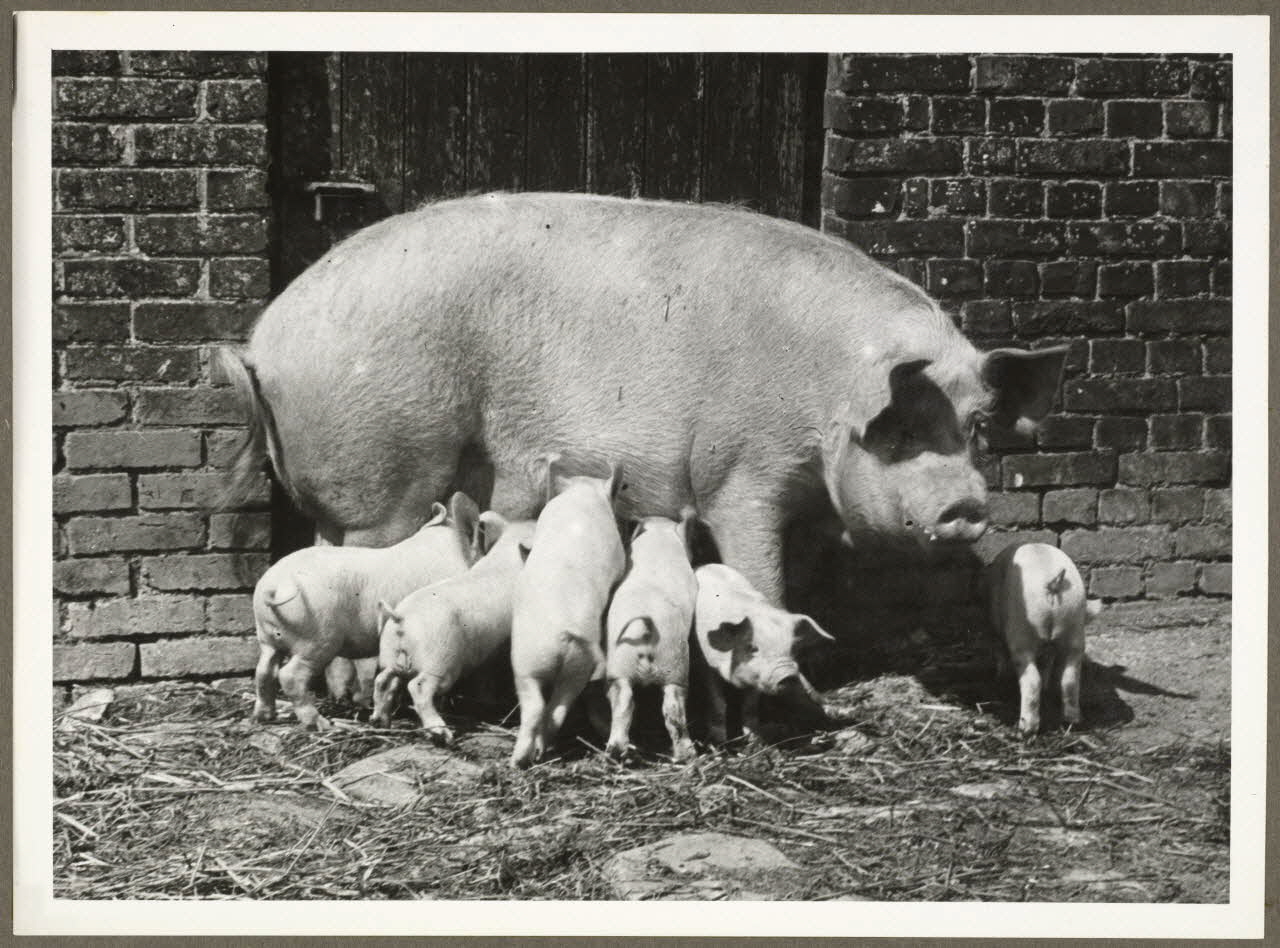 Anonyme photographie Truie et ses pourceaux Picardie, France 1940 Ph.1940.20.21 Photo