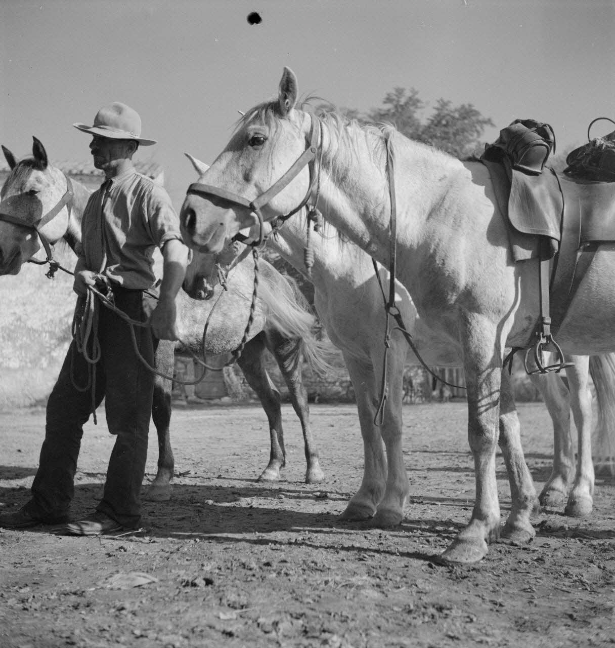 Maurice Cloche photographie Camargue. Gardian et chevaux Provence-Alpes-Côte d'Azur, France 1941 Ph.1941.124.215 Photo