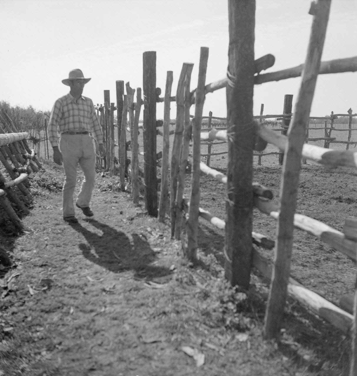 Maurice Cloche photographie Camargue. Gardians et palissade du parc à taureaux Provence-Alpes-Côte d'Azur, France 1941 Ph.1941.124.217 Photo