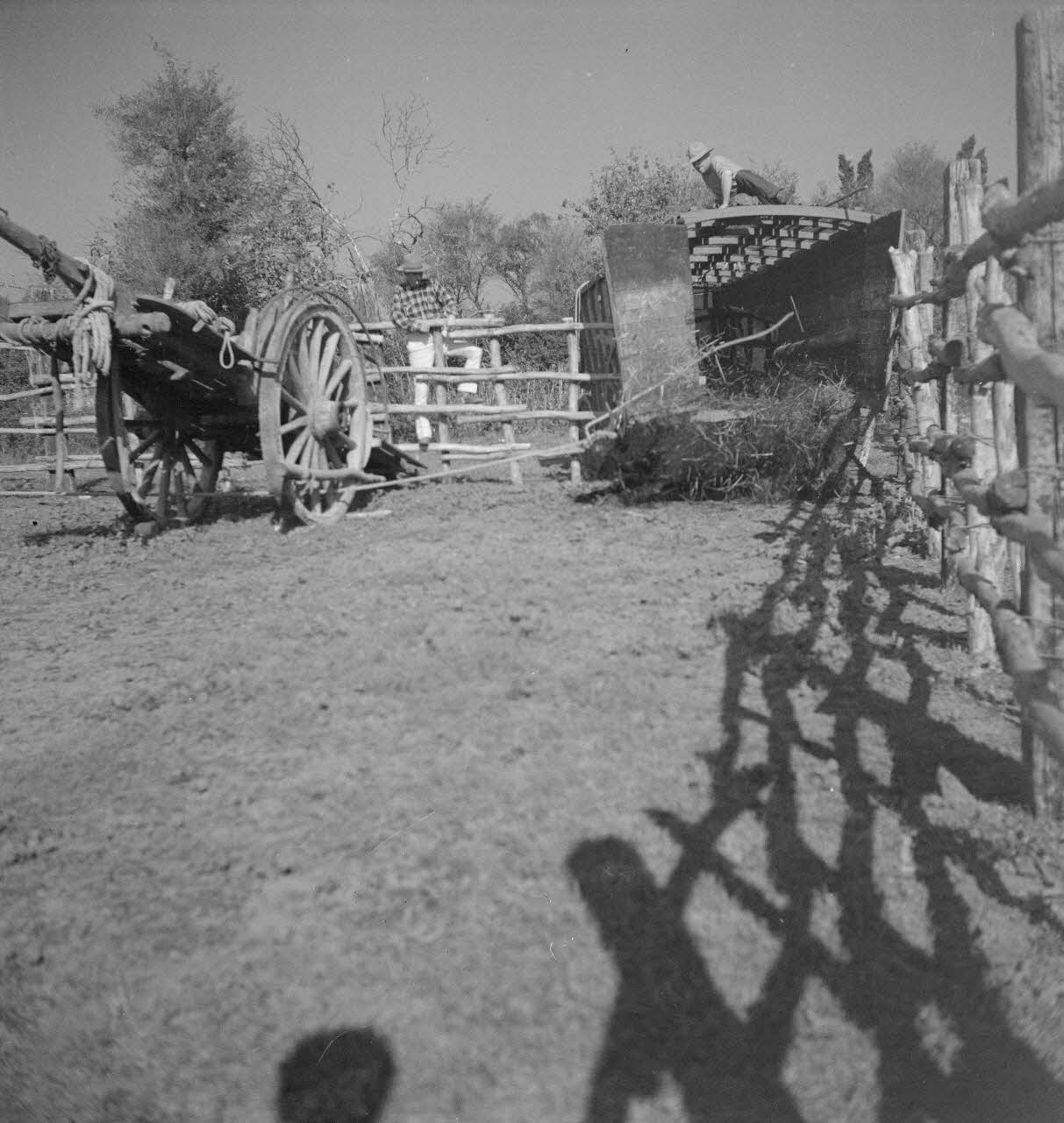 Maurice Cloche photographie Camargue. Gardian et charrette Provence-Alpes-Côte d'Azur, France 1941 Ph.1941.124.219 Photo