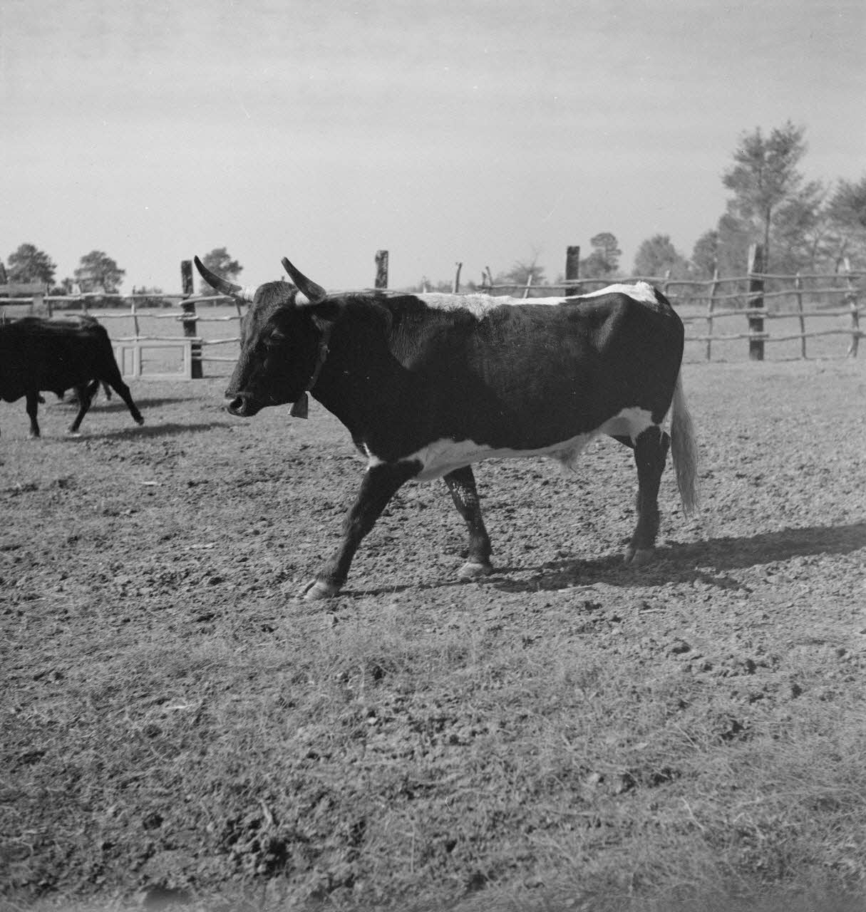 Maurice Cloche photographie Camargue. Taureau Provence-Alpes-Côte d'Azur, France 1941 Ph.1941.124.221 Photo