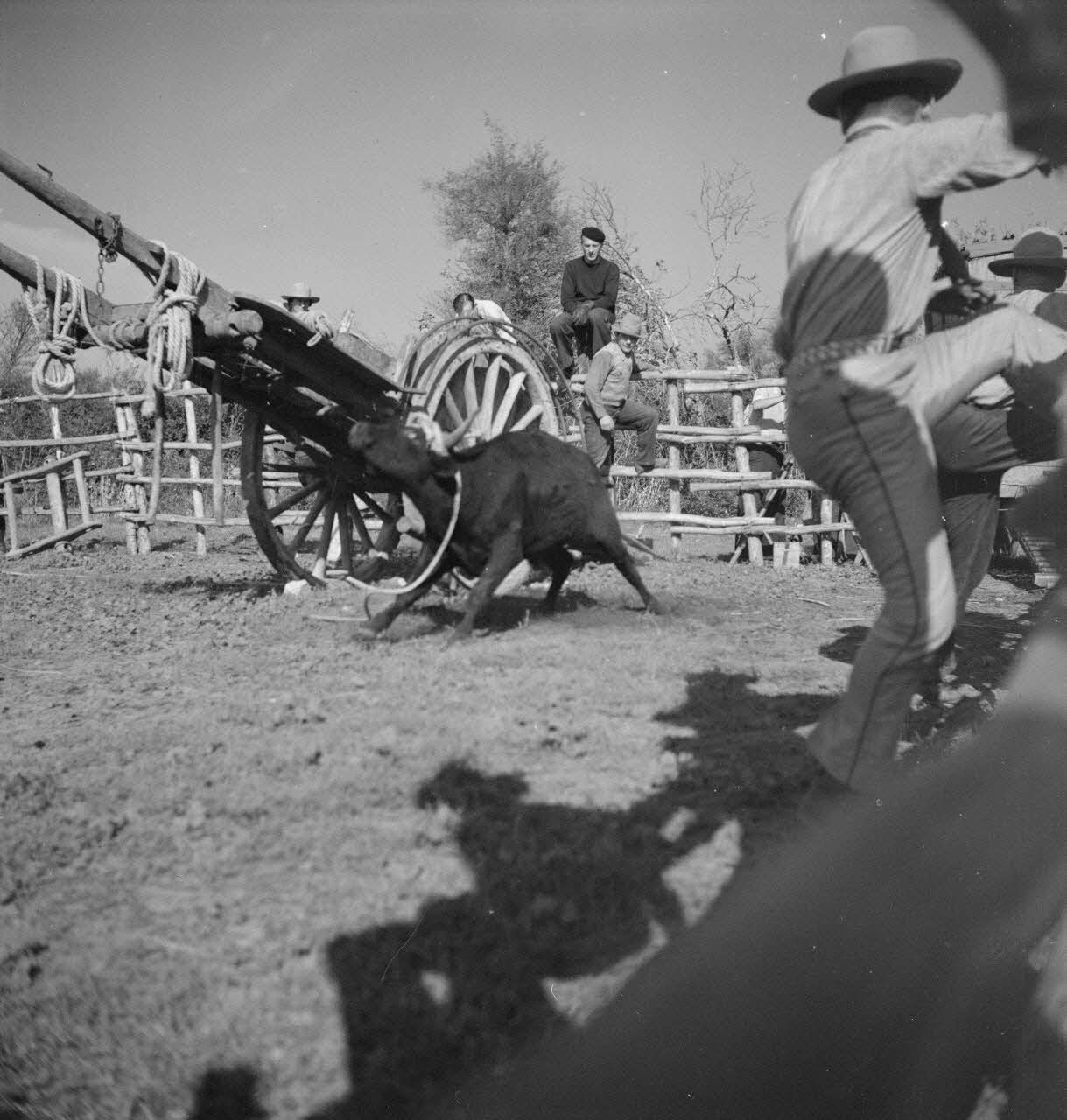 Maurice Cloche photographie Camargue. Ferrade Provence-Alpes-Côte d'Azur, France 1941 Ph.1941.124.224 Photo
