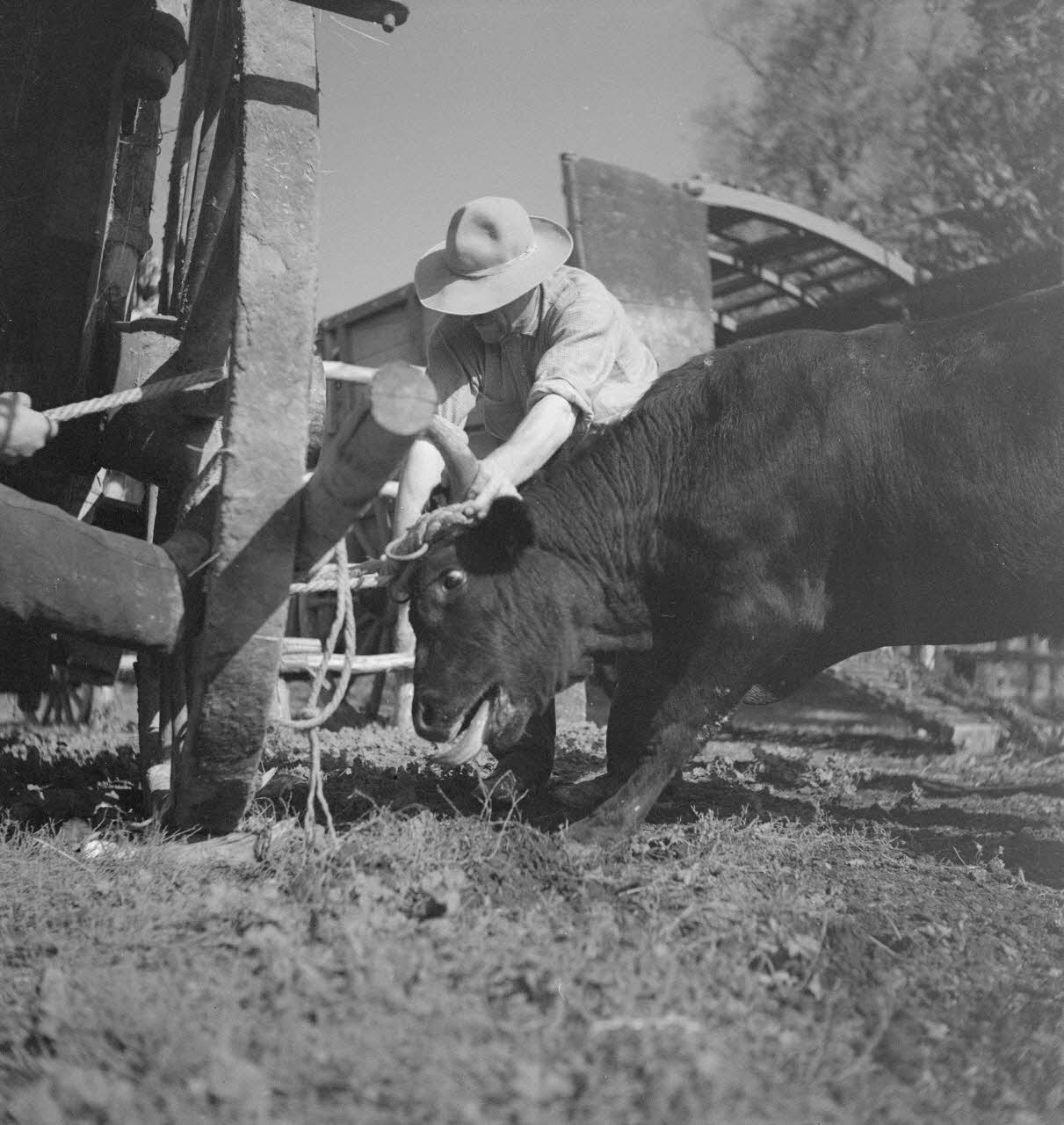 Maurice Cloche photographie Camargue. Ferrade Provence-Alpes-Côte d'Azur, France 1941 Ph.1941.124.225 Photo
