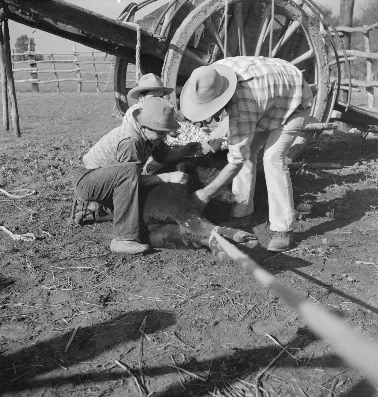 Maurice Cloche photographie Camargue. Ferrade Provence-Alpes-Côte d'Azur, France 1941 Ph.1941.124.227 Photo
