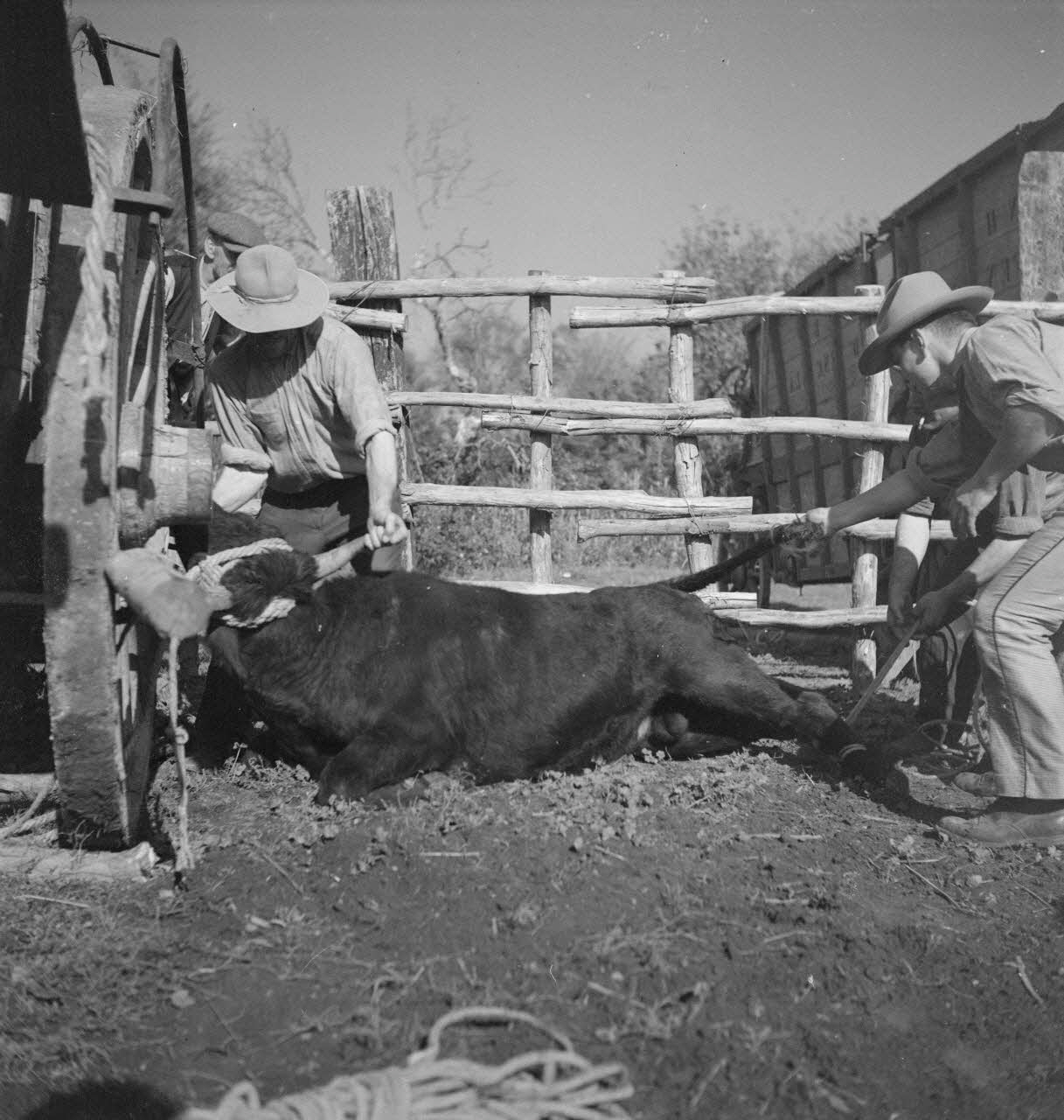 Maurice Cloche photographie Camargue. Ferrade Provence-Alpes-Côte d'Azur, France 1941 Ph.1941.124.228 Photo