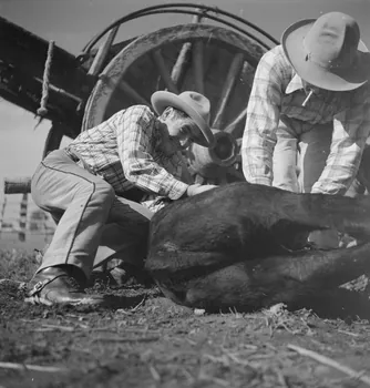 Maurice Cloche photographie Camargue. Ferrade Provence-Alpes-Côte d'Azur, France 1941 Ph.1941.124.229  Photo