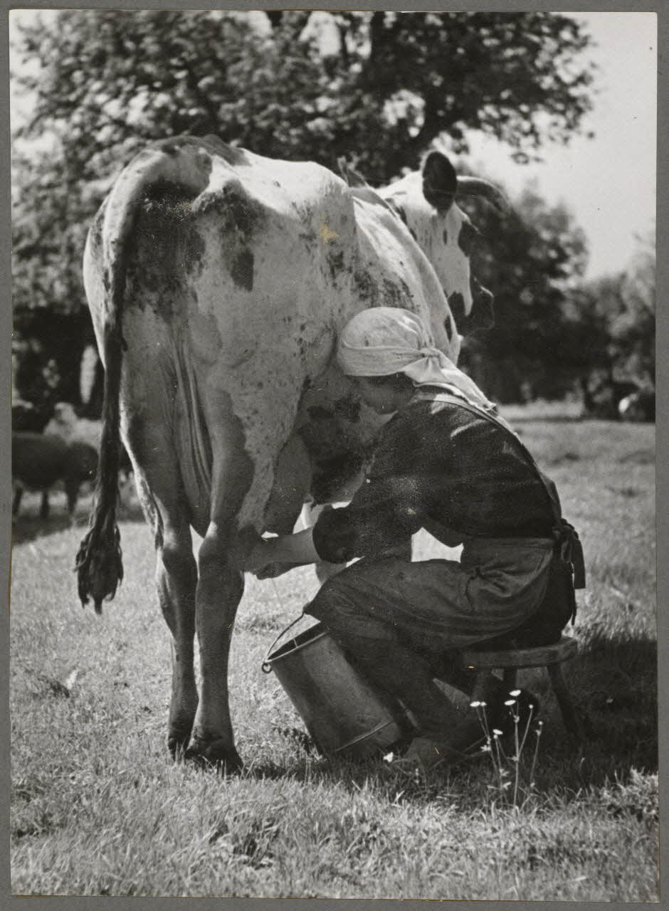 Ergy Landau photographie Paysanne effectuant la traite d'une vache Haute-Normandie, France 1941 Ph.1941.129.11 Photo