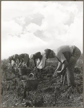 Nora Dumas photographie Arrachage des pommes de terre Ile-de-France, France 1935 Ph.1941.129.47  Photo
