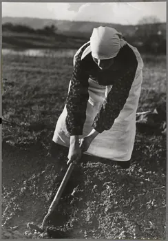Nora Dumas photographie Arrachage des pommes de terre Ile-de-France, France 1937 Ph.1941.129.48  Photo