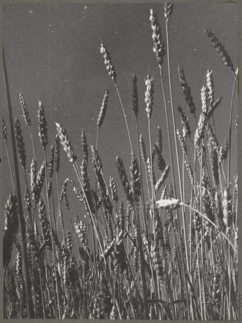 Ergy Landau photographie Champ de blé. Détail d'épis Ile-de-France, France 1941 Ph.1941.129.7 Photo