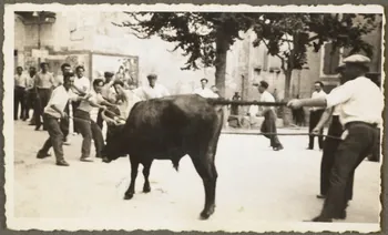 Boyer photographie Le taureau à la "bourgine" Provence-Alpes-Côte d'Azur, France 1941 Ph.1941.38.15  Photo