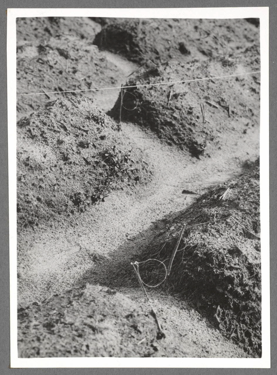 Emile Vignes photographie Chasse au menu gibier à plumes. Les lacets dans les sillons. Une chasse comporte au moins 500 lacets Aquitaine, France 1941 Ph.1941.58.17 Photo