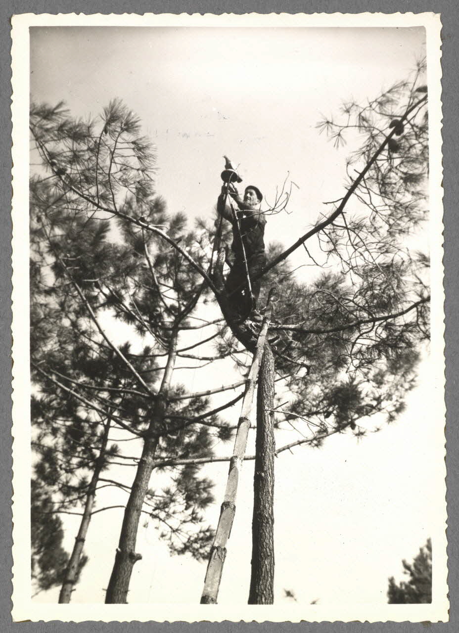 Emile Vignes photographie Chasse à la palombe. Pose des appeaux Aquitaine, France 1941 Ph.1941.58.18 Photo