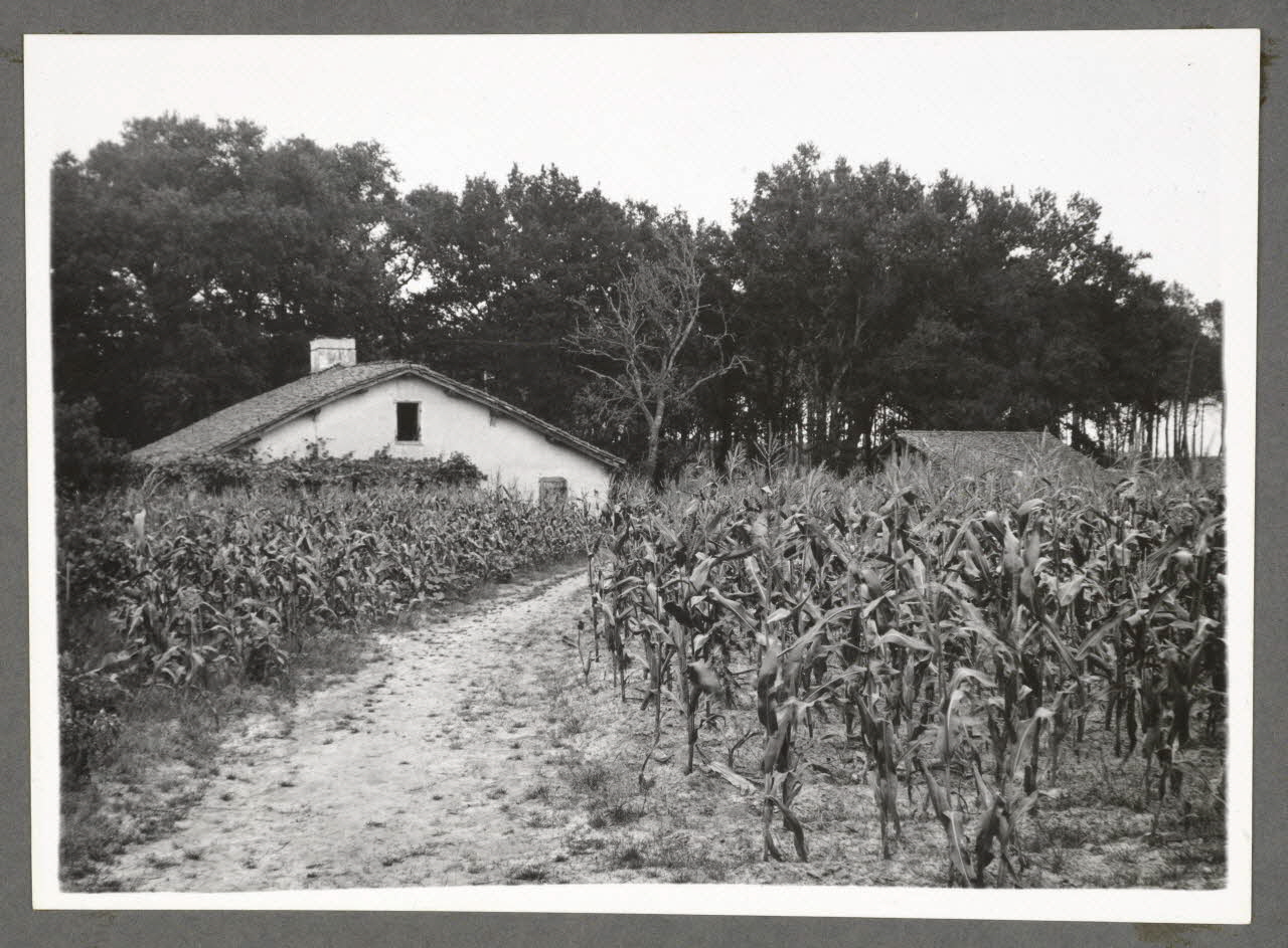 Emile Vignes photographie Maison. Champ de maïs Aquitaine, France 1941 Ph.1941.58.29 Photo