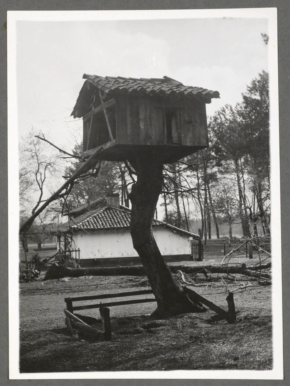 Emile Vignes photographie Poulailler sur tronc d'arbre. Echelle à montant unique Aquitaine, France 1941 Ph.1941.58.30 Photo