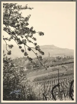 Luc Boillon photographie Arbres fruitiers en fleurs Franche-Comté, France 1941 Ph.1941.66.5  Photo