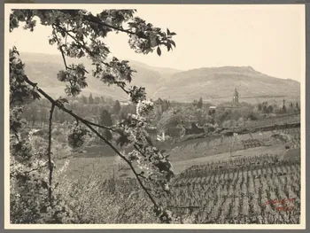 Luc Boillon photographie Commune. Vignes Franche-Comté, France 1941 Ph.1941.66.6  Photo