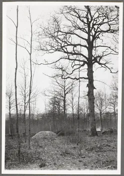 Monsieur D' Anchaed photographie Métier : charbonnier Bourgogne, France 1903/4/15 Ph.1943.125.1 Photo