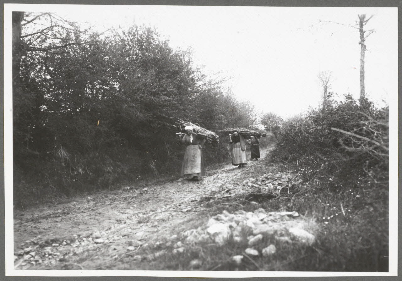 Monsieur D' Anchaed photographie Bois de Poisun. Corvée du bois mort Bourgogne, France 1903/07/01 Ph.1943.125.19 Photo