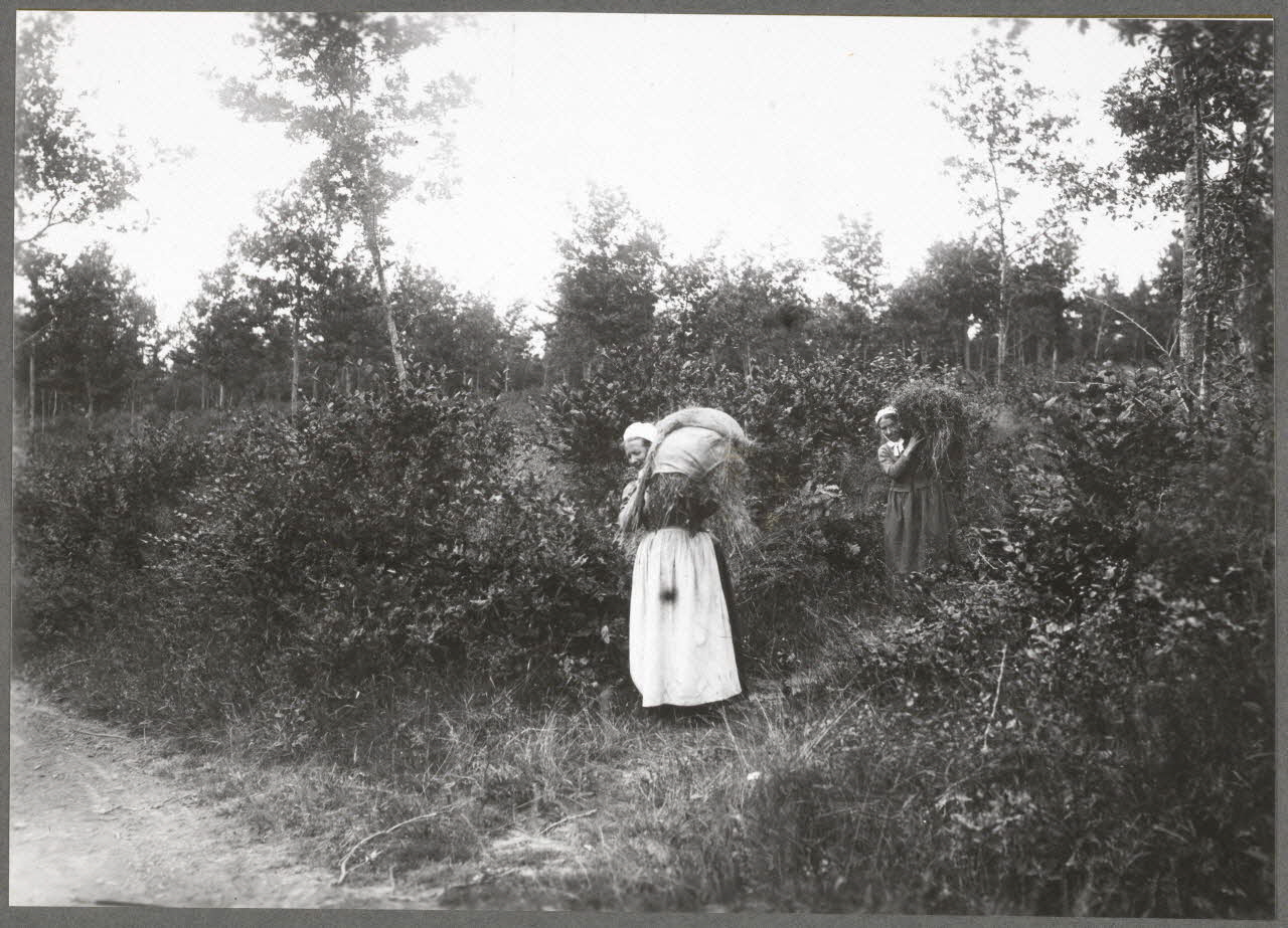 Monsieur D' Anchaed photographie Bois de Poisun. Corvée du bois mort Bourgogne, France 1903/03/06 Ph.1943.125.20 Photo