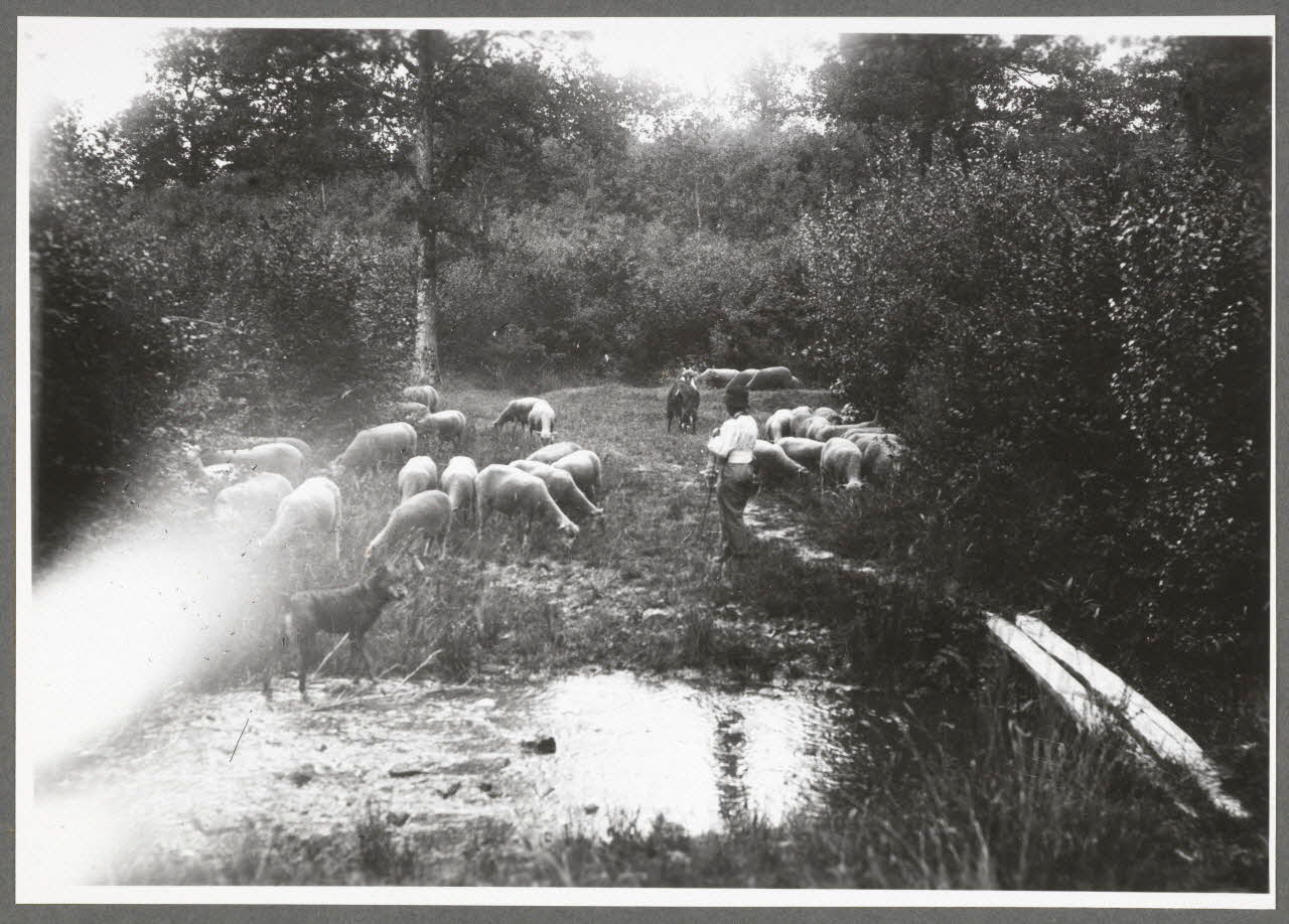 Monsieur D' Anchaed photographie Bois de Poisun. Berger Bourgogne, France 1903/7/20 Ph.1943.125.29 Photo
