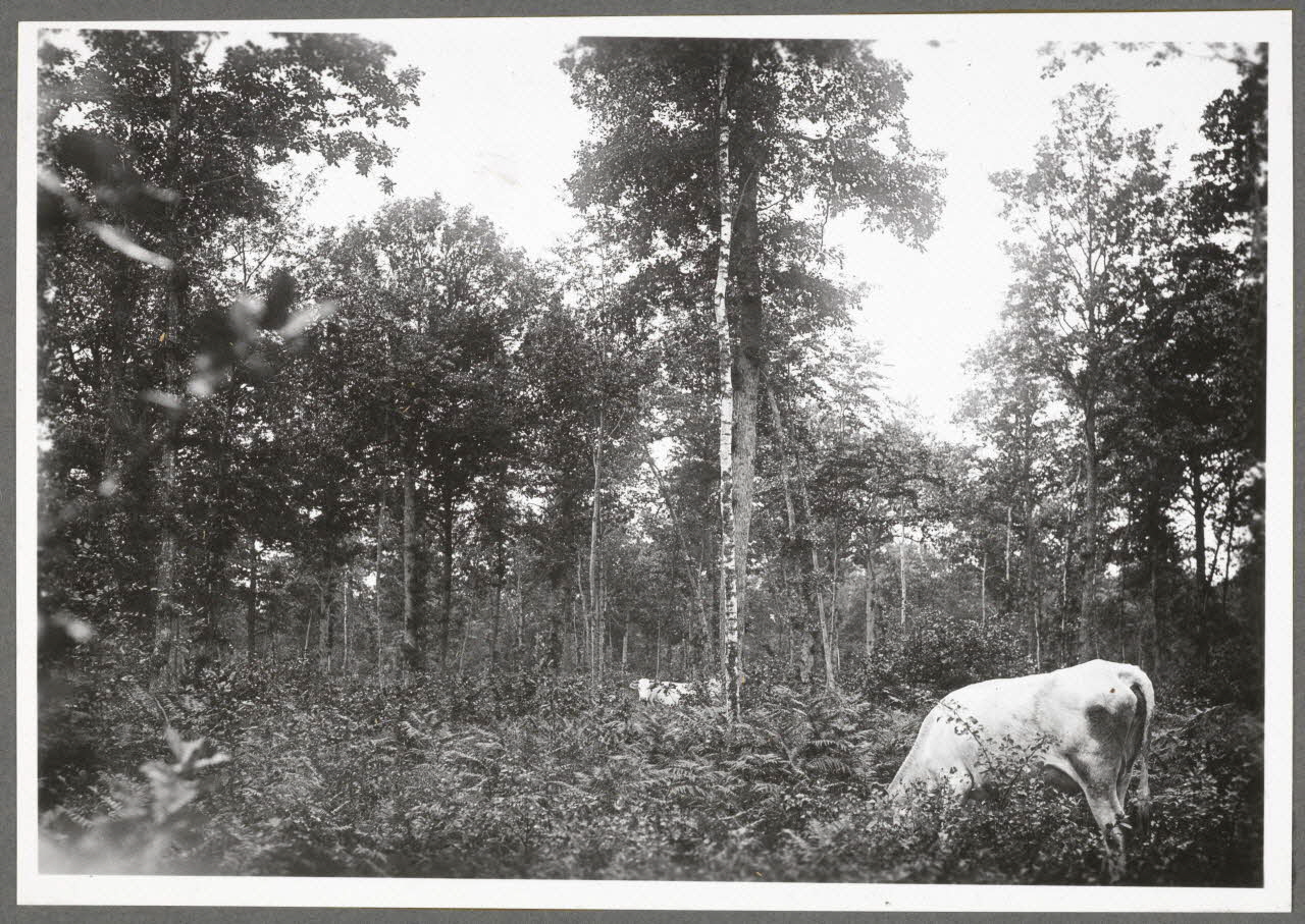 Monsieur D' Anchaed photographie Bois de Poisun. Vaches en liberté dans le bois Bourgogne, France 1903/7/20 Ph.1943.125.30 Photo