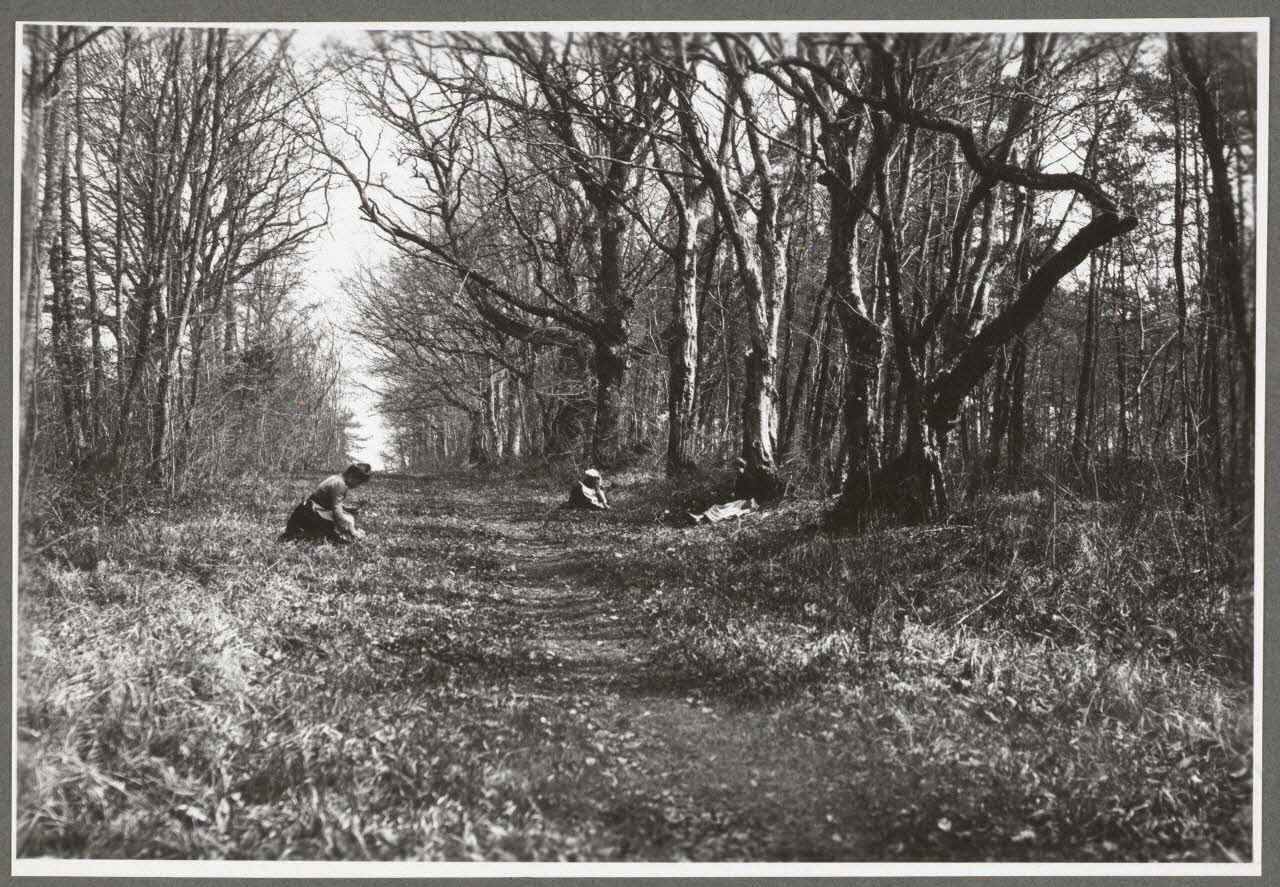 Monsieur D' Anchaed photographie Bois de Poisun. Cueillette Bourgogne, France 1903/4/1 Ph.1943.125.32 Photo