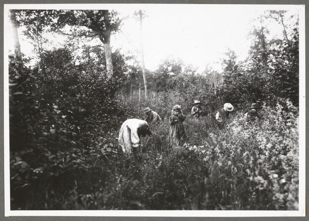 Monsieur D' Anchaed photographie Bois de Poisun. Cueillette Bourgogne, France 1903/7/1 Ph.1943.125.33 Photo