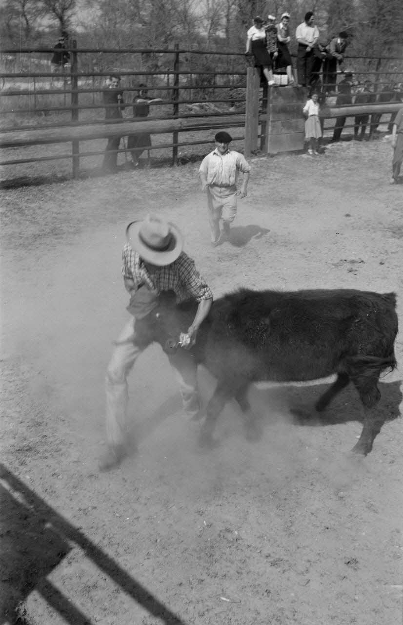 Lucien Lepelletier photographie Un gardian saisit le taureau pour le coucher Provence-Alpes-Côte d'Azur, France 1943/4/12 Ph.1943.126.20 Photo