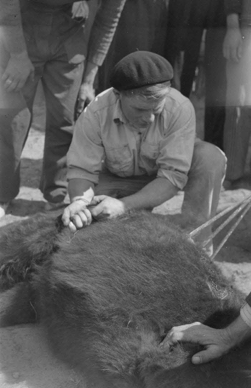 Lucien Lepelletier photographie Numéro marqué sur l'arrière train du taureau Provence-Alpes-Côte d'Azur, France 1943/4/12 Ph.1943.126.21 Photo