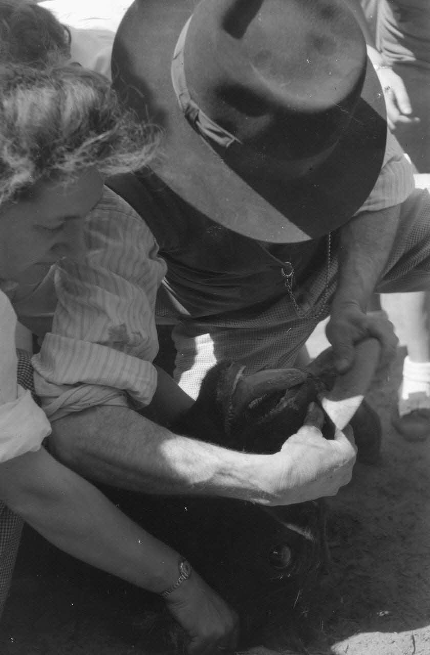 Lucien Lepelletier photographie Manadier introduisant le "moureau" dans les naseaux du taureau pour l'empêcher de téter Provence-Alpes-Côte d'Azur, France 1943/4/12 Ph.1943.126.24 Photo