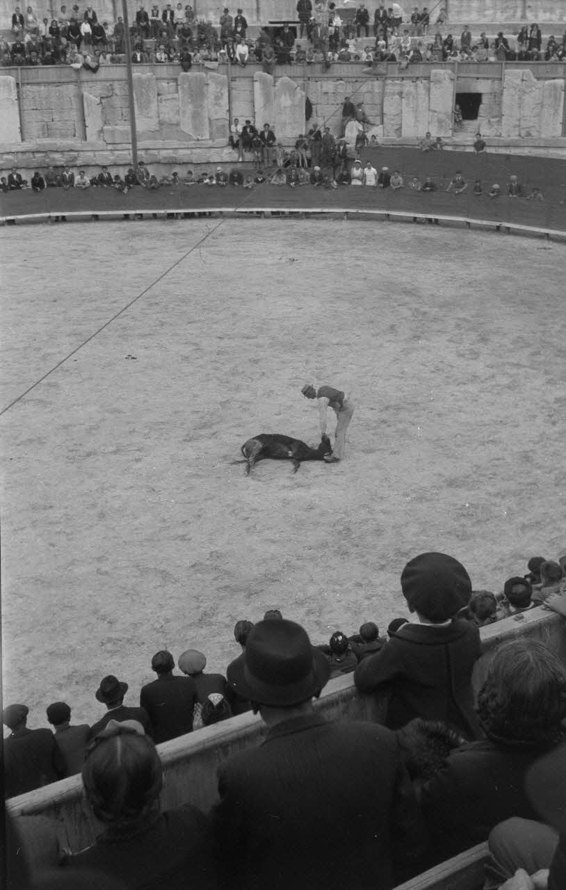 Lucien Lepelletier photographie Fête de la Saint-Georges. Gardian exécutant une ferrade Provence-Alpes-Côte d'Azur, France 1943/5/3 Ph.1943.126.8 Photo