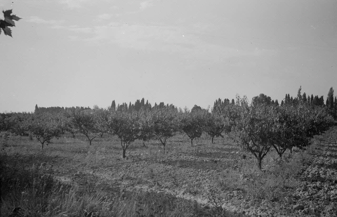 Roger Pepiot photographie Champs de pêchers protégé par rideaux de cyprès Provence-Alpes-Côte d'Azur, France 1943/9/1 Ph.1943.190.10 Photo