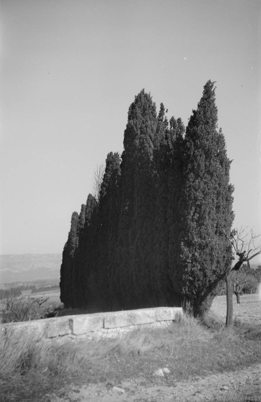 Roger Pepiot photographie Cyprès Provence-Alpes-Côte d'Azur, France 1943/2/1 Ph.1943.190.95 Photo