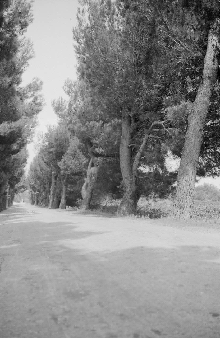Roger Pepiot photographie Patheron bastide. Rinsudo. Allée de pins Provence-Alpes-Côte d'Azur, France 1943/9/10 Ph.1945.16.2  Photo