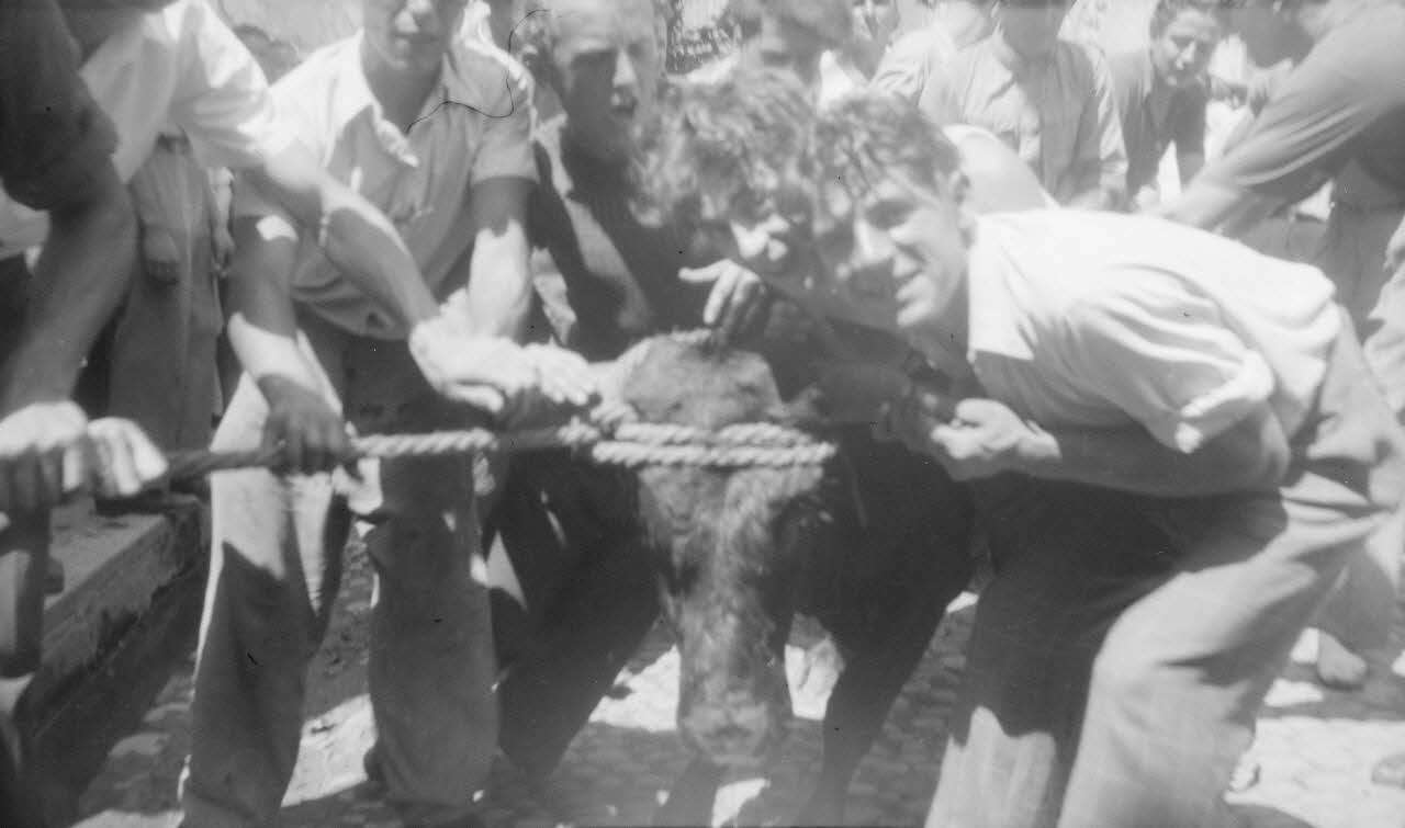 L. Frasse photographie Le second "Toro" toujours encordé, arrive aux arènes Provence-Alpes-Côte d'Azur, France 1946/7/14 Ph.1946.135.18 Photo