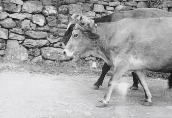 Claudie Marcel-Dubois photographie MNATP. Enquête sur l'ethnomusicologie conduite par Claudie Marcel-Dubois, Marie-Marguerite Pichonnet-Andral et Pierre Nauton en Haute-Loire (1946) Auvergne, France 1946 Ph.1949.64.2 Photo