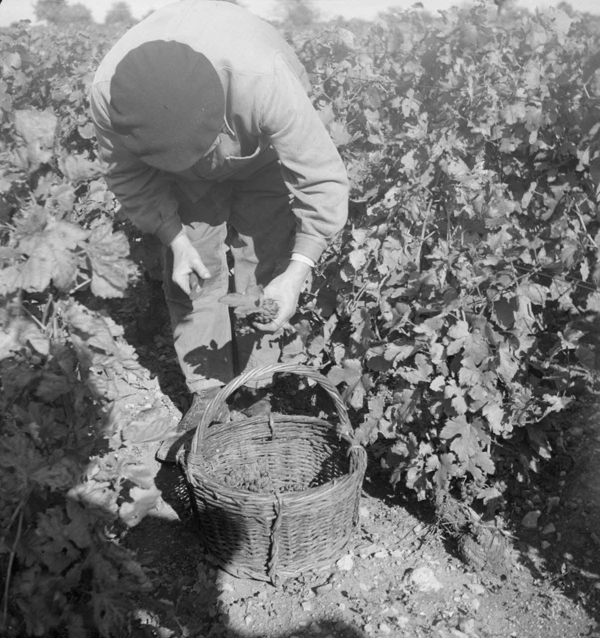 Rondet photographie MNATP. Enquête sur la viticulture en Bourgogne (1946 - 1950). Bourgogne, France 1950/09/26 Ph.1950.41.196 Photo