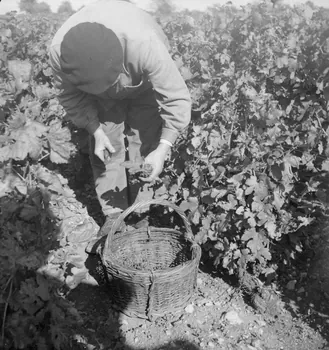 Rondet photographie MNATP. Enquête sur la viticulture en Bourgogne (1946 - 1950). Bourgogne, France 1950/09/26 Ph.1950.41.196 Photo