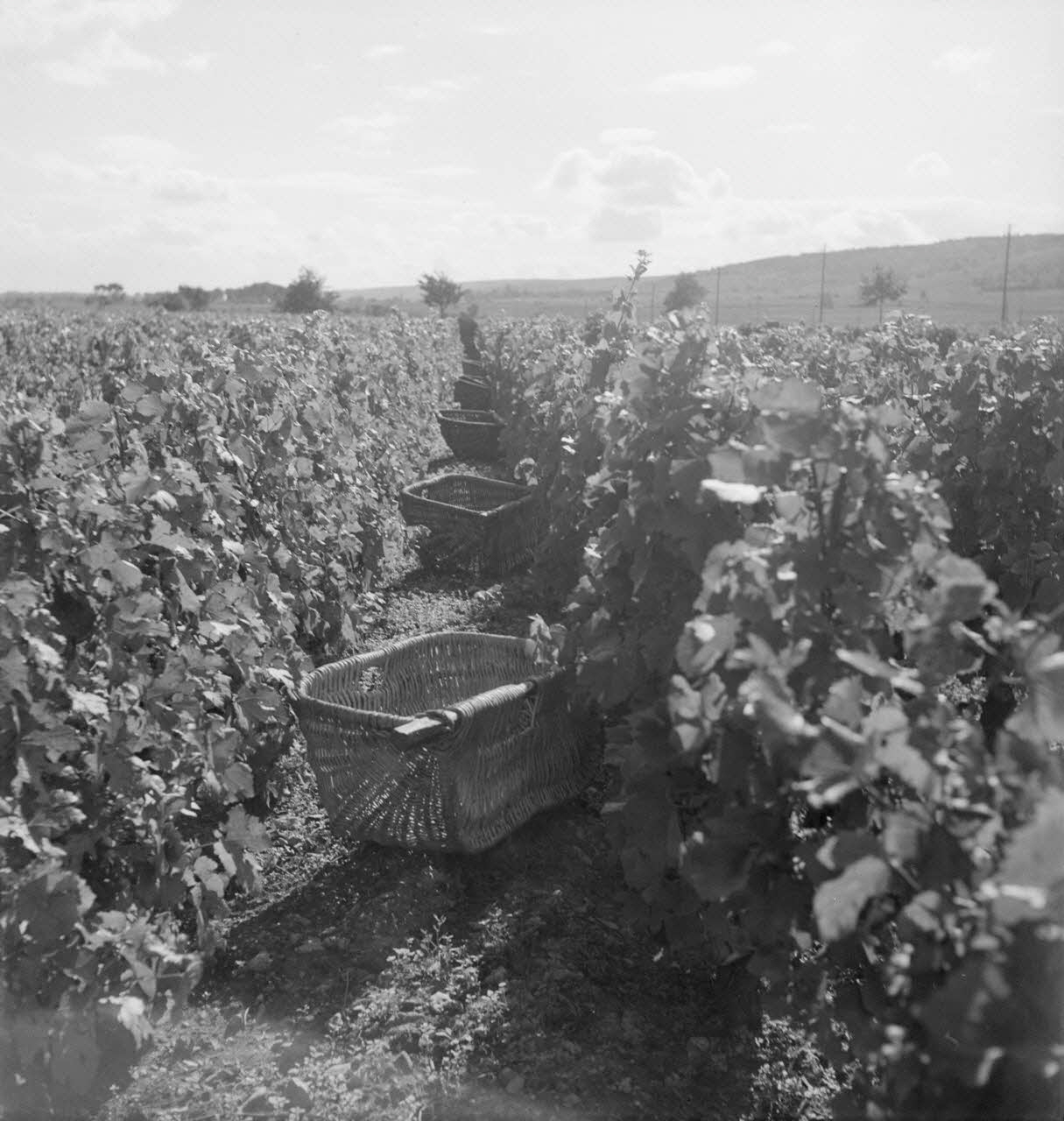 Rondet photographie MNATP. Enquête sur la viticulture en Bourgogne (1946 - 1950). Bourgogne, France 1950/09/26 Ph.1950.41.199 Photo