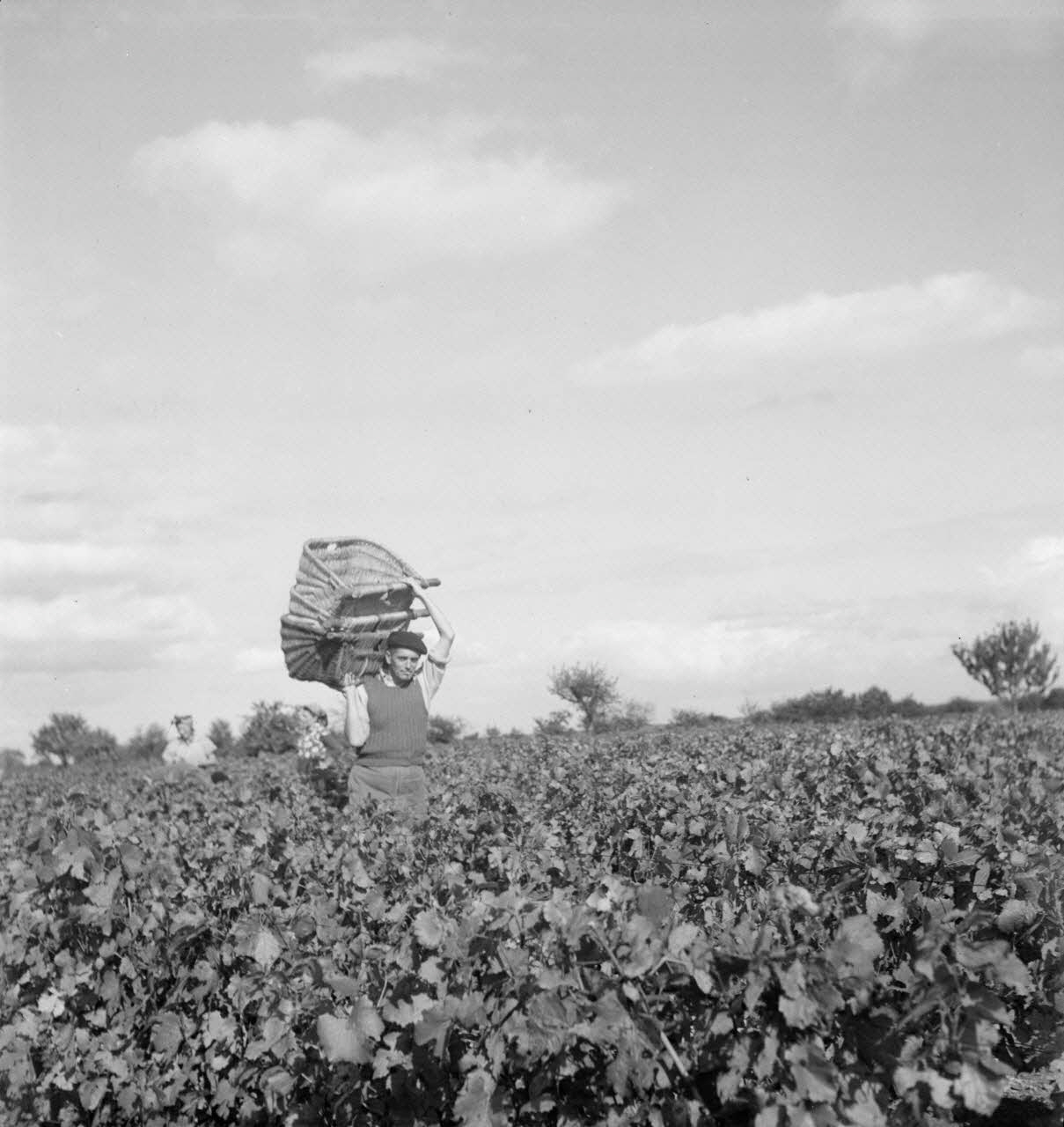 Rondet photographie MNATP. Enquête sur la viticulture en Bourgogne (1946 - 1950). Bourgogne, France 1950/09/26 Ph.1950.41.200 Photo