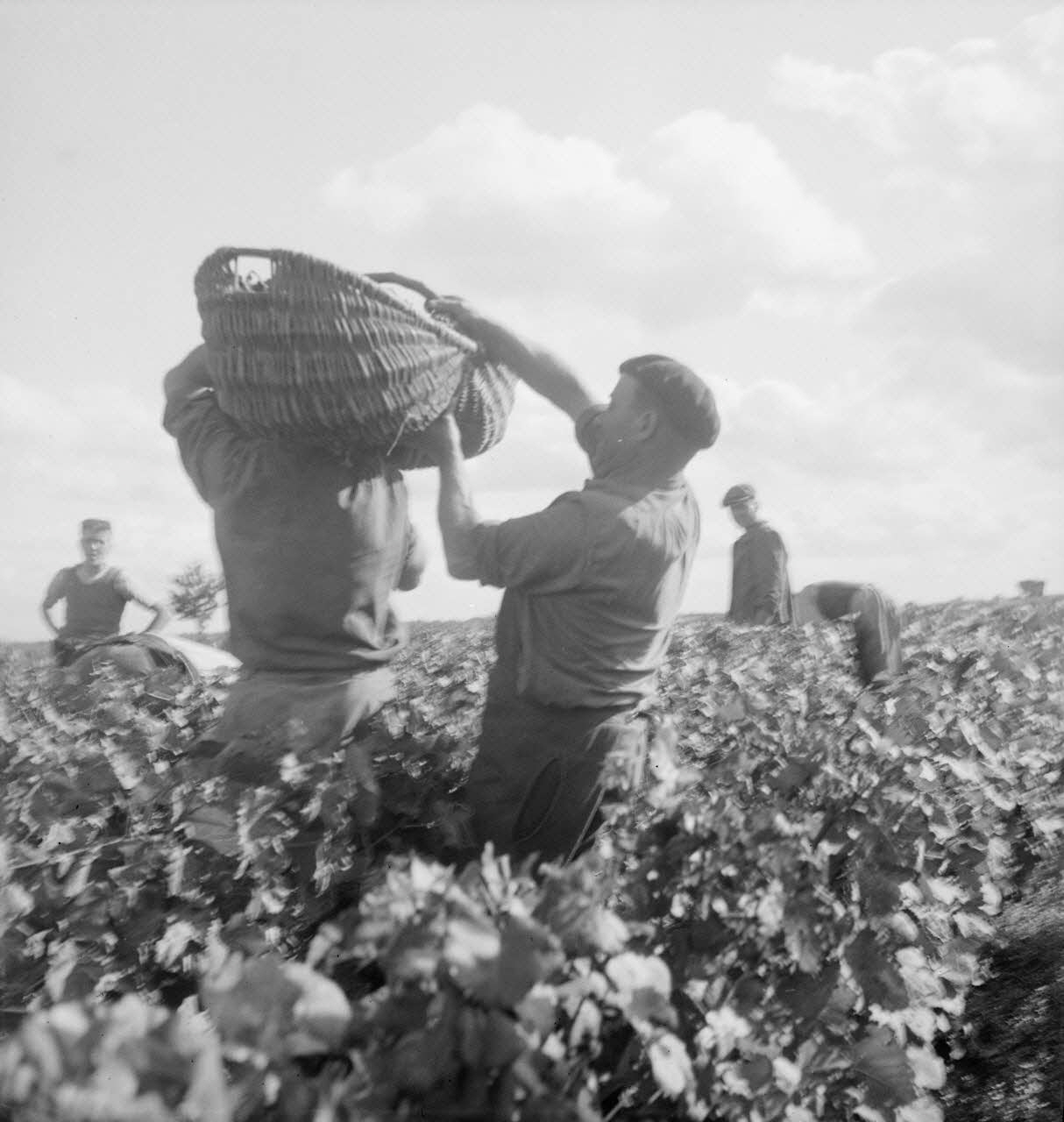 Rondet photographie MNATP. Enquête sur la viticulture en Bourgogne (1946 - 1950). Bourgogne, France 1950/9/26 Ph.1950.41.204 Photo