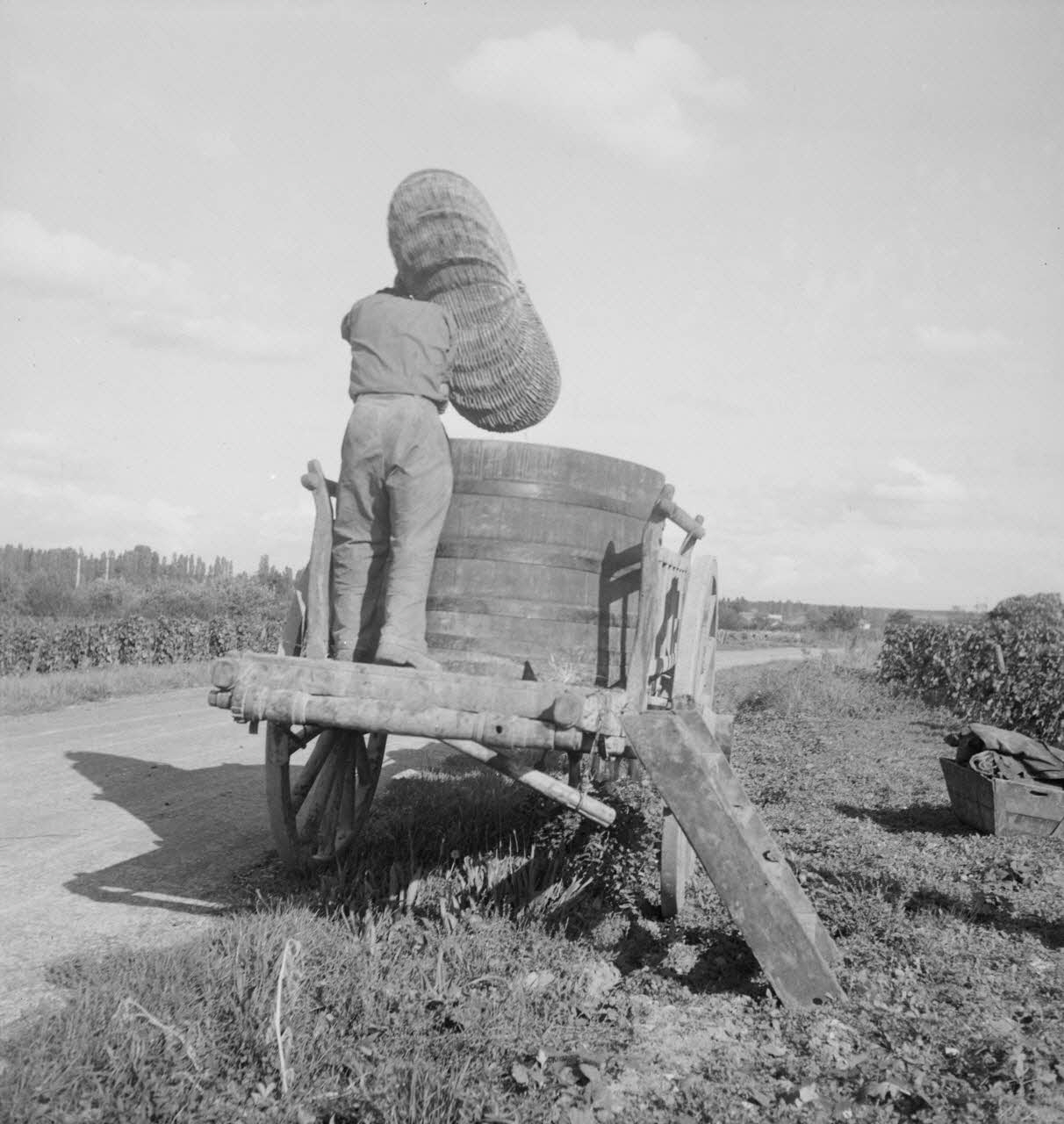 Rondet photographie MNATP. Enquête sur la viticulture en Bourgogne (1946 - 1950). Bourgogne, France 1950/09/26 Ph.1950.41.205 Photo