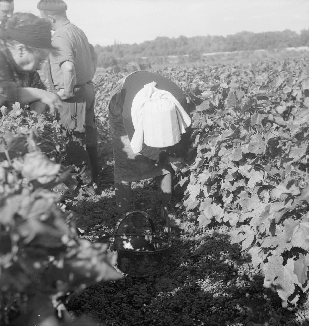 Rondet photographie MNATP. Enquête sur la viticulture en Bourgogne (1946 - 1950). Bourgogne, France 1950/09/26 Ph.1950.41.206 Photo