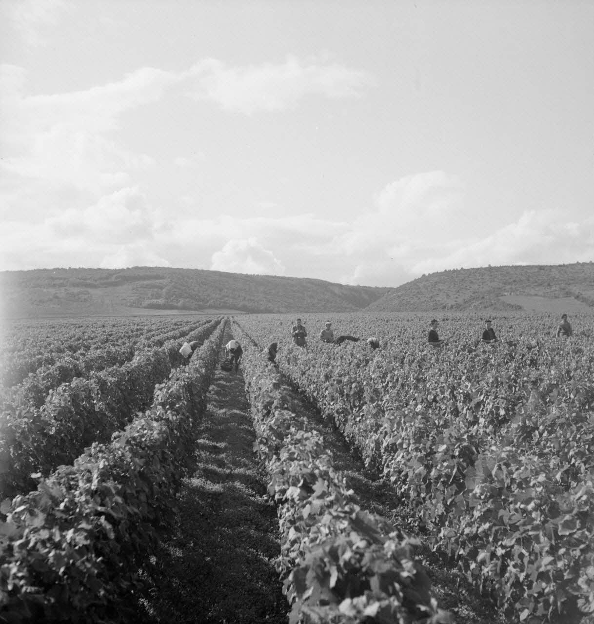 Rondet photographie MNATP. Enquête sur la viticulture en Bourgogne (1946 - 1950). Bourgogne, France 1950/09/26 Ph.1950.41.209 Photo