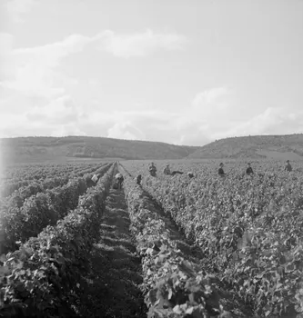 Rondet photographie MNATP. Enquête sur la viticulture en Bourgogne (1946 - 1950). Bourgogne, France 1950/09/26 Ph.1950.41.209 Photo