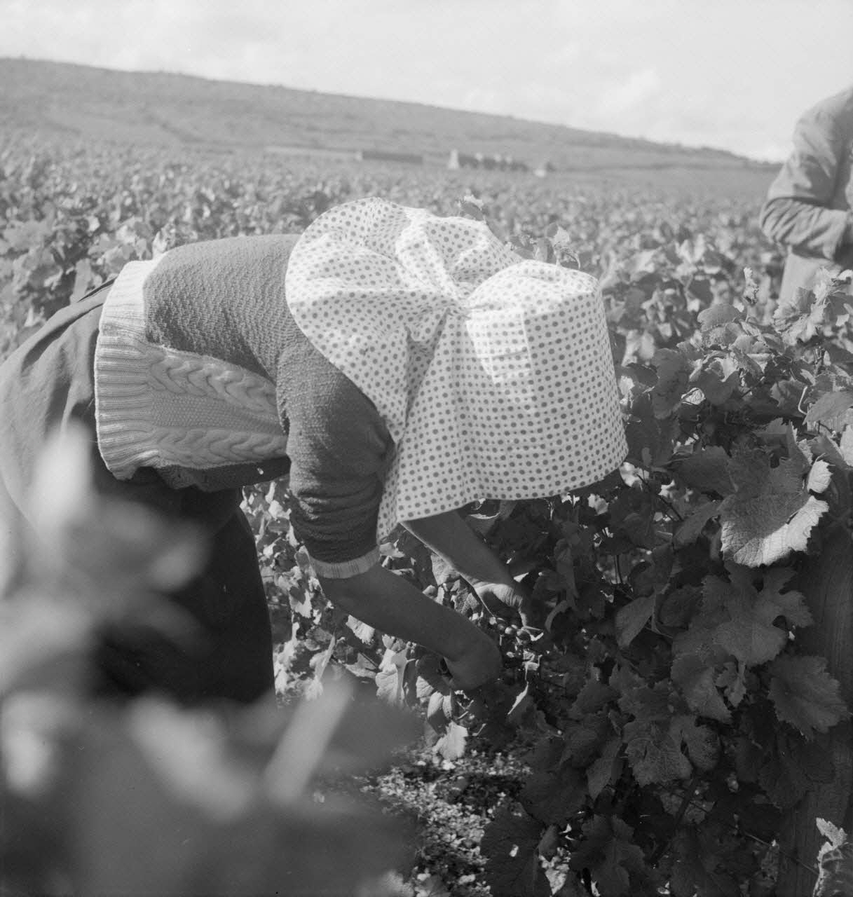 Rondet photographie MNATP. Enquête sur la viticulture en Bourgogne (1946 - 1950). Bourgogne, France 1950/09/26 Ph.1950.41.210 Photo