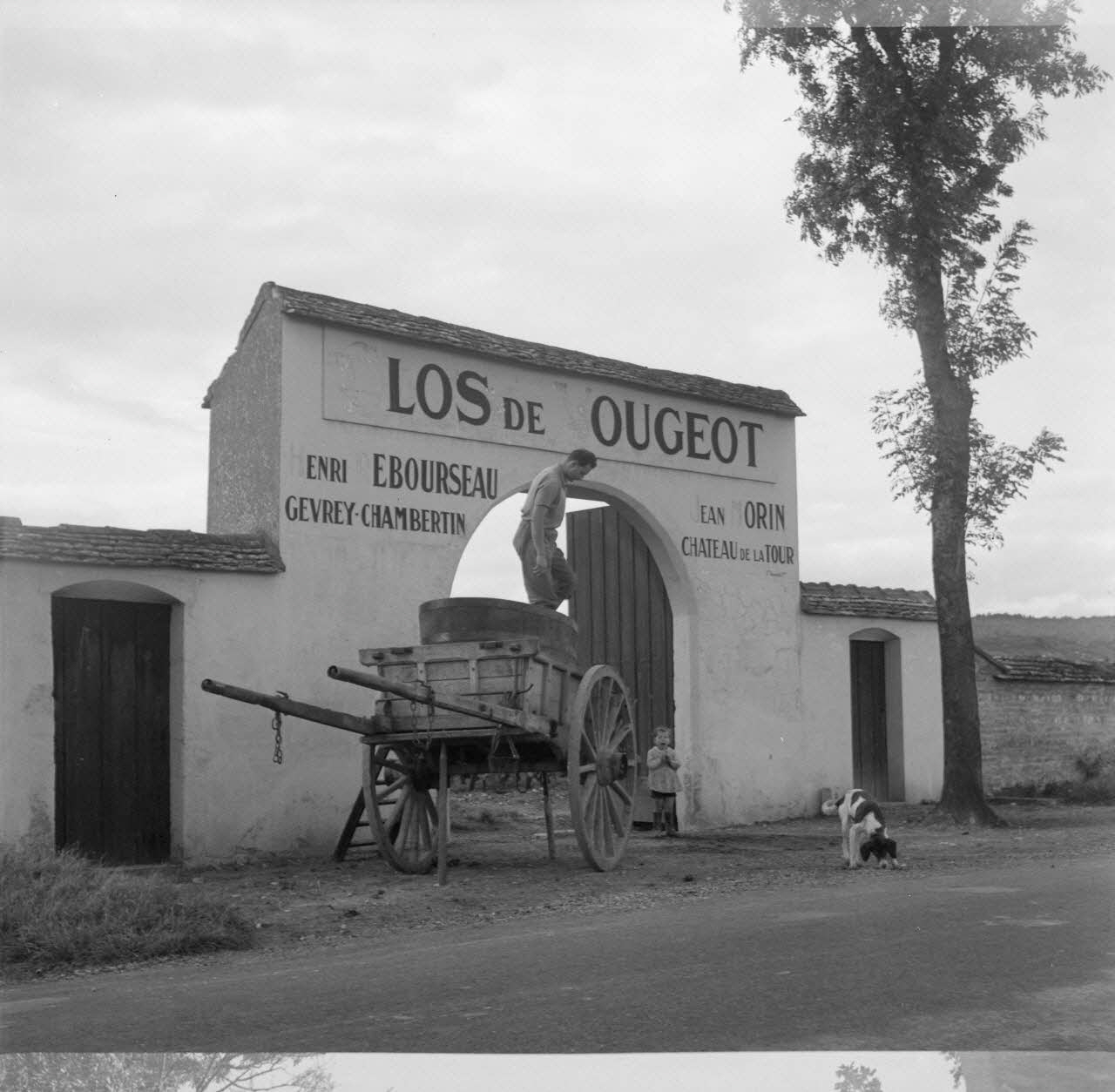 Rondet photographie MNATP. Enquête sur la viticulture en Bourgogne (1946 - 1950). Bourgogne, France 1950/09/26 Ph.1950.41.215 Photo
