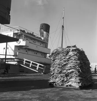 Dan Lailler photographie Quai Duguay-Trouin. Le chalutier "Pingouin" décharge ses morues Bretagne, France 1950-1951 Ph.1952.22.3  Photo