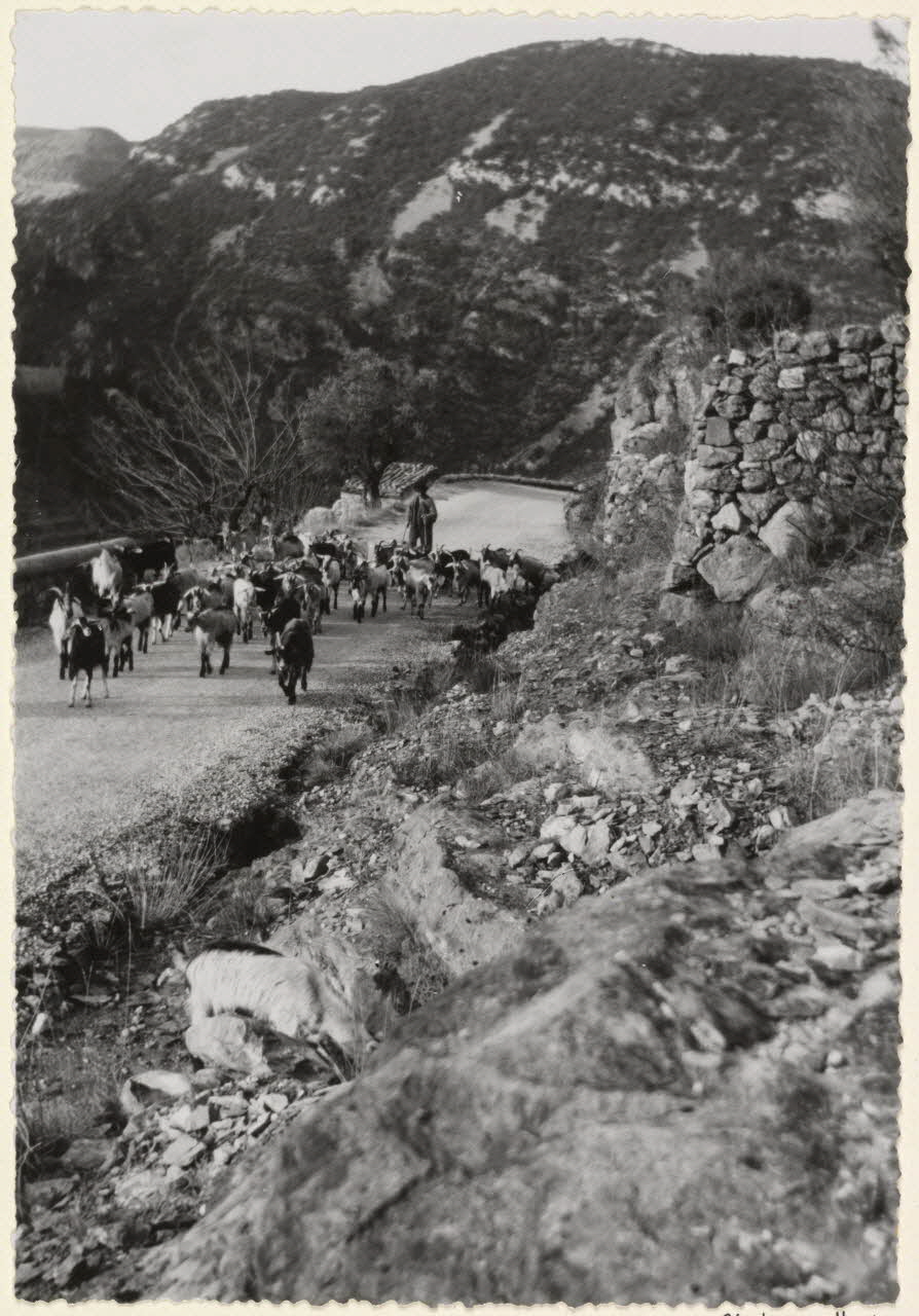 Adrienne Durand-Tullou photographie Causse de Blandas. Economie de la vallée de la Vis. Lou cabrat ou les troupeaux de chèvres. Sous la conduite du chevrier octogénaire les agiles quadrupèdes s'en vont vers les pentes escarpées inaccessibles aux ovins Languedoc-Roussillon, France 1955 Ph.1955.45.18 Photo